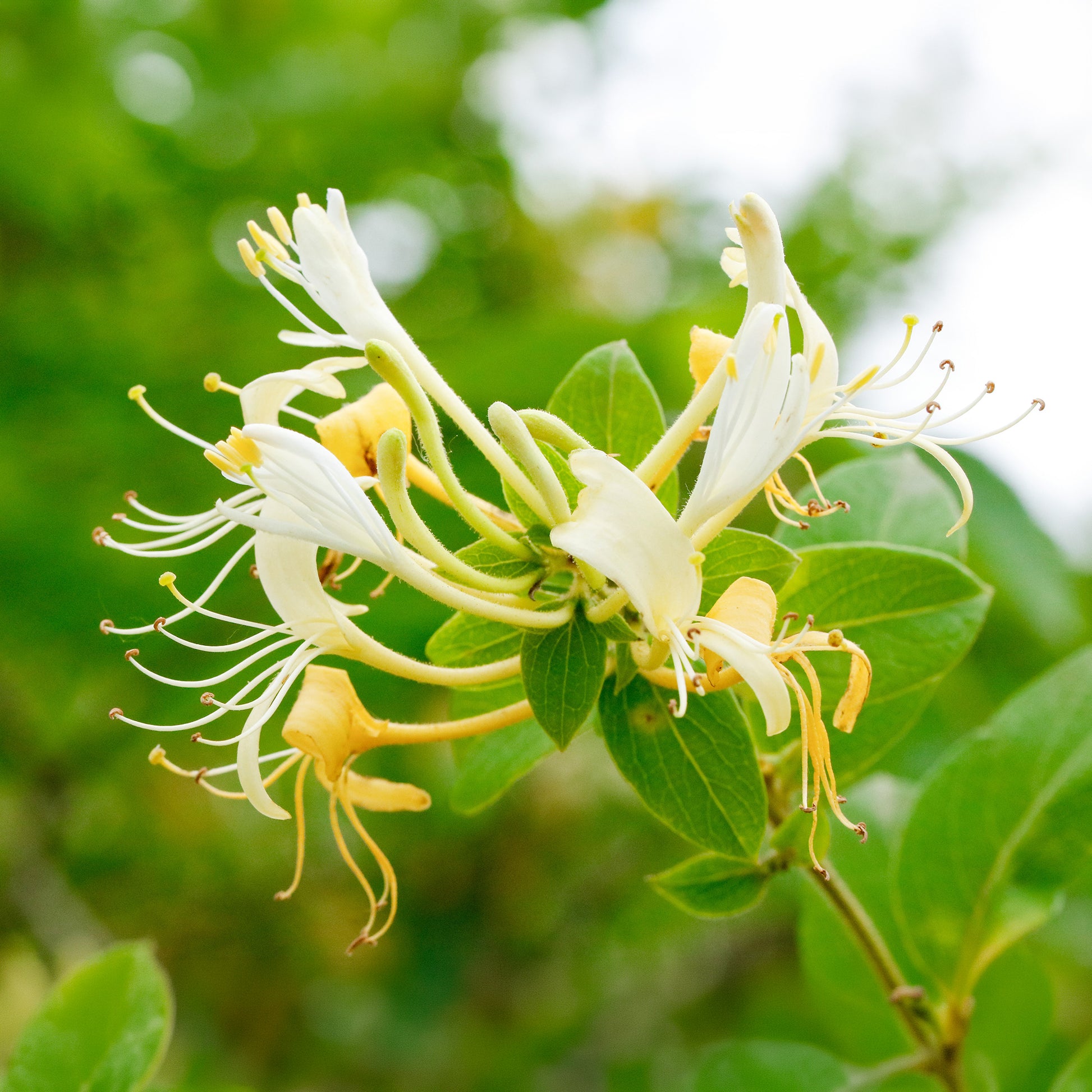 Lonicera japonica Halliana - Japanse kamperfoelie 'Halliana' - Kamperfoelie