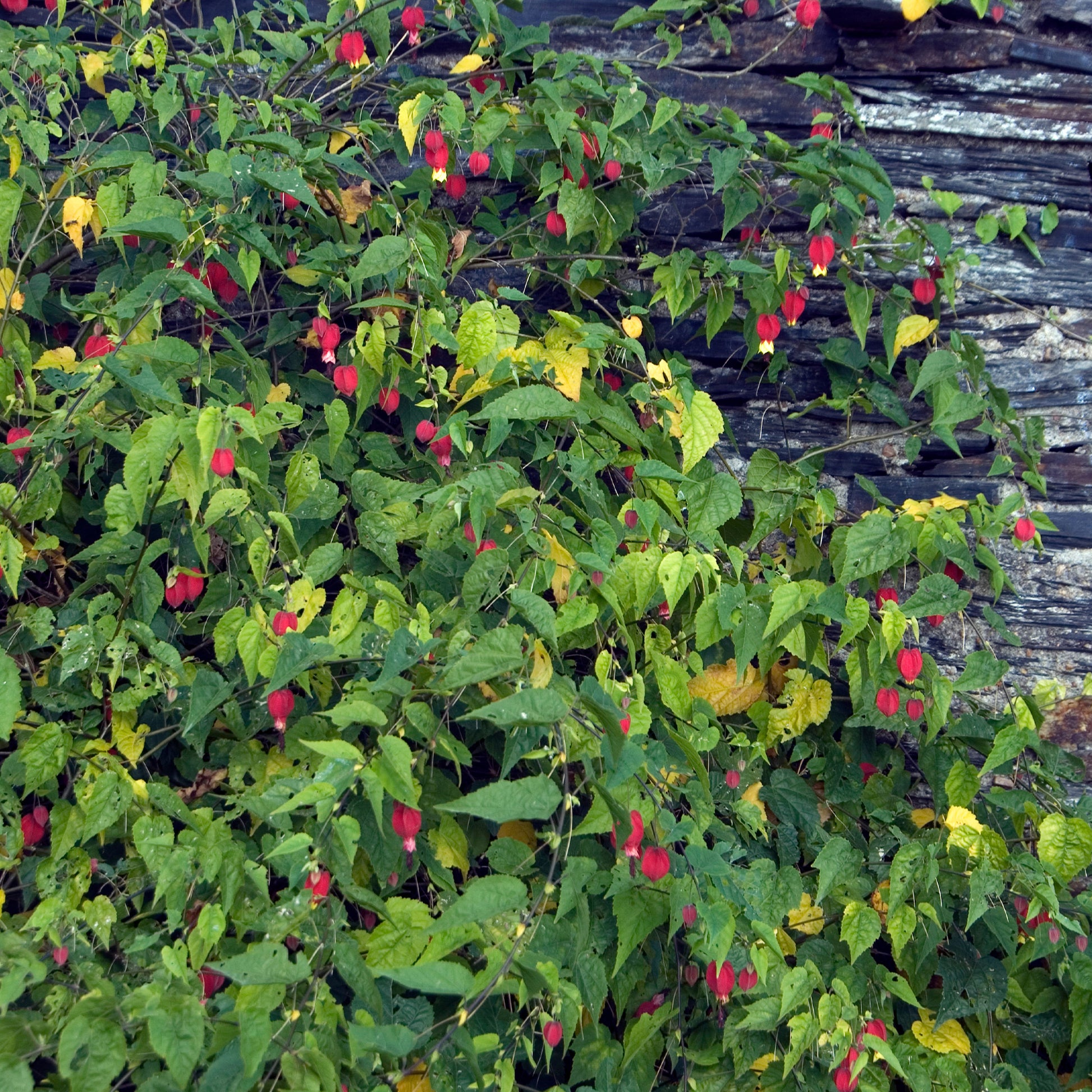 Wintergroene lantaarn - Abutilon megapotamicum - Bakker