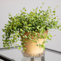 Muehlenbeckia complexa - MUEHLENBECKIA complexa® kruipend en klimmend - Hangplanten voor terras en balkon