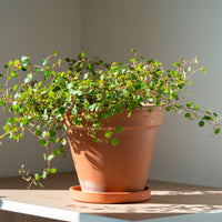 Muehlenbeckia complexa - MUEHLENBECKIA complexa® kruipend en klimmend - Hangplanten voor terras en balkon