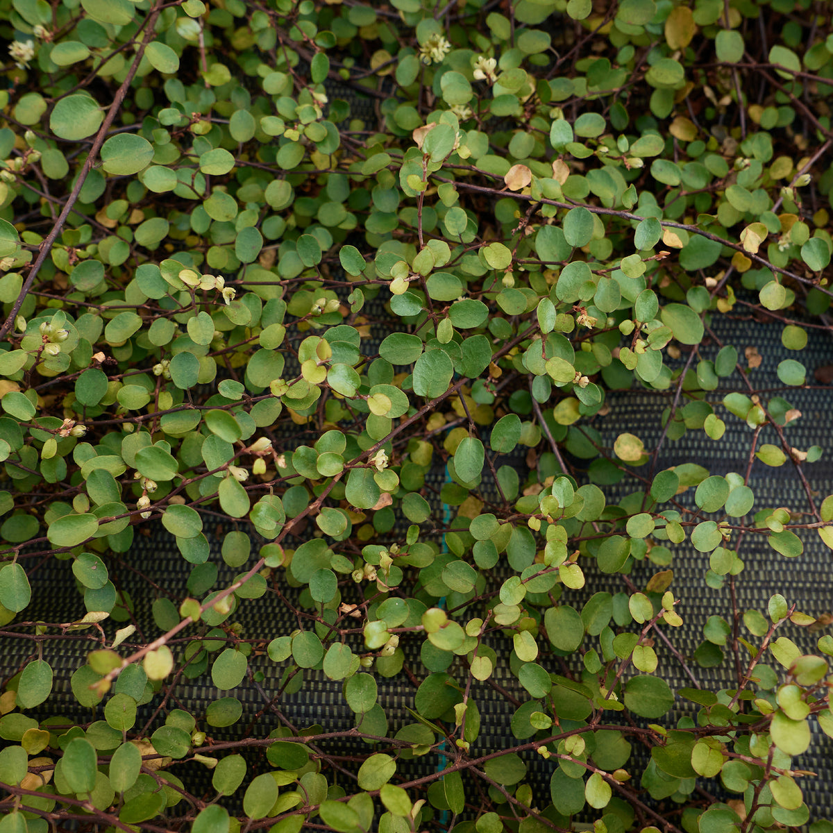 MUEHLENBECKIA complexa® kruipend en klimmend - Muehlenbeckia complexa - Bakker