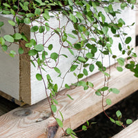Muehlenbeckia complexa - MUEHLENBECKIA complexa® kruipend en klimmend - Hangplanten voor terras en balkon