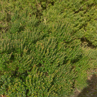 Taranto mirte - Myrtus communis Tarentina - Bakker
