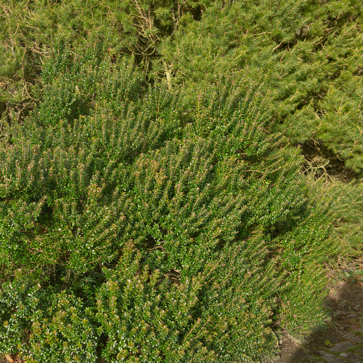Taranto mirte - Myrtus communis Tarentina - Bakker