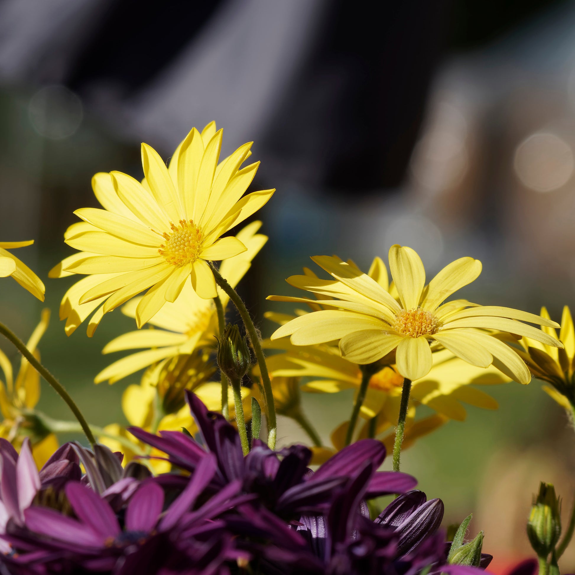 Gele kaapse margriet - Bakker