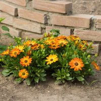 Oranje kaapse margriet - Osteospermum orange - Bakker