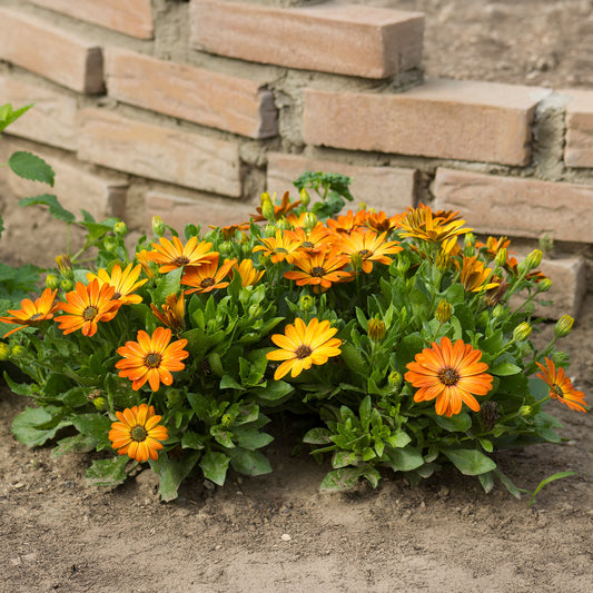 Koranje kaapse margriet - Bakker