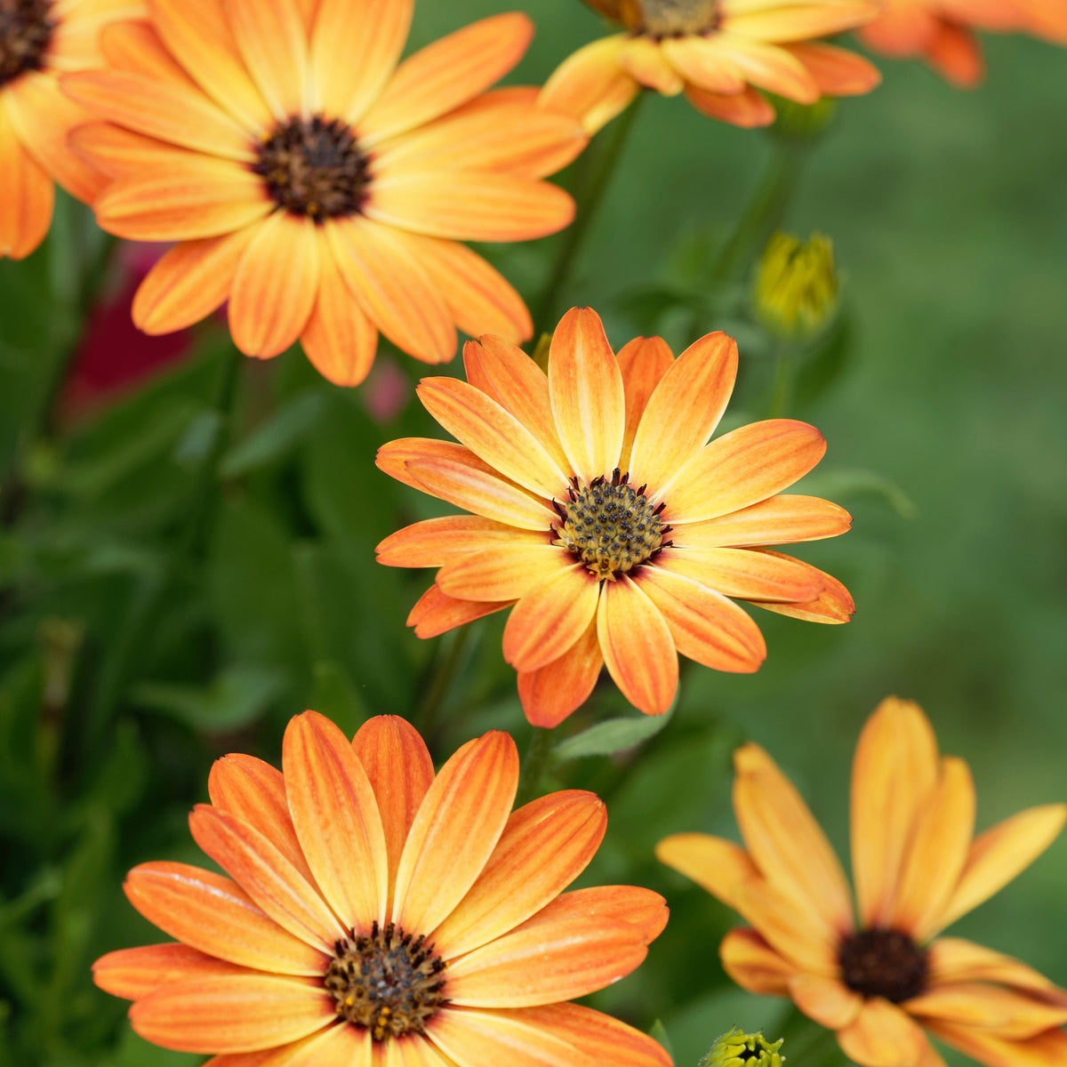 Koranje kaapse margriet - Osteospermum orange - Bakker