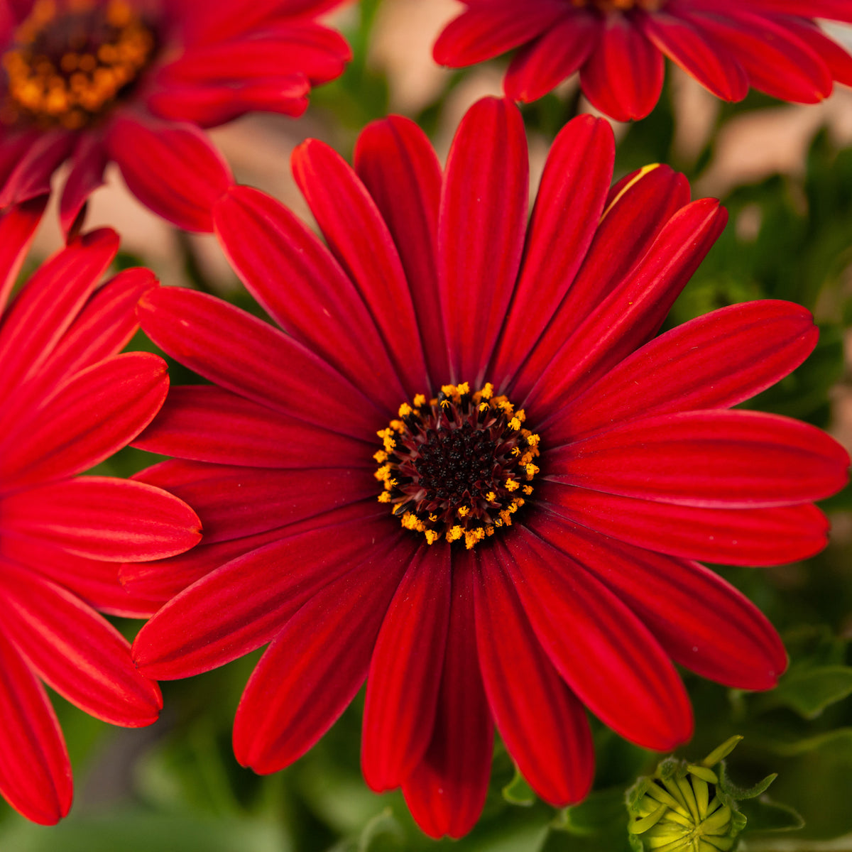 Rode kaapse margriet - Osteospermum rouge - Bakker