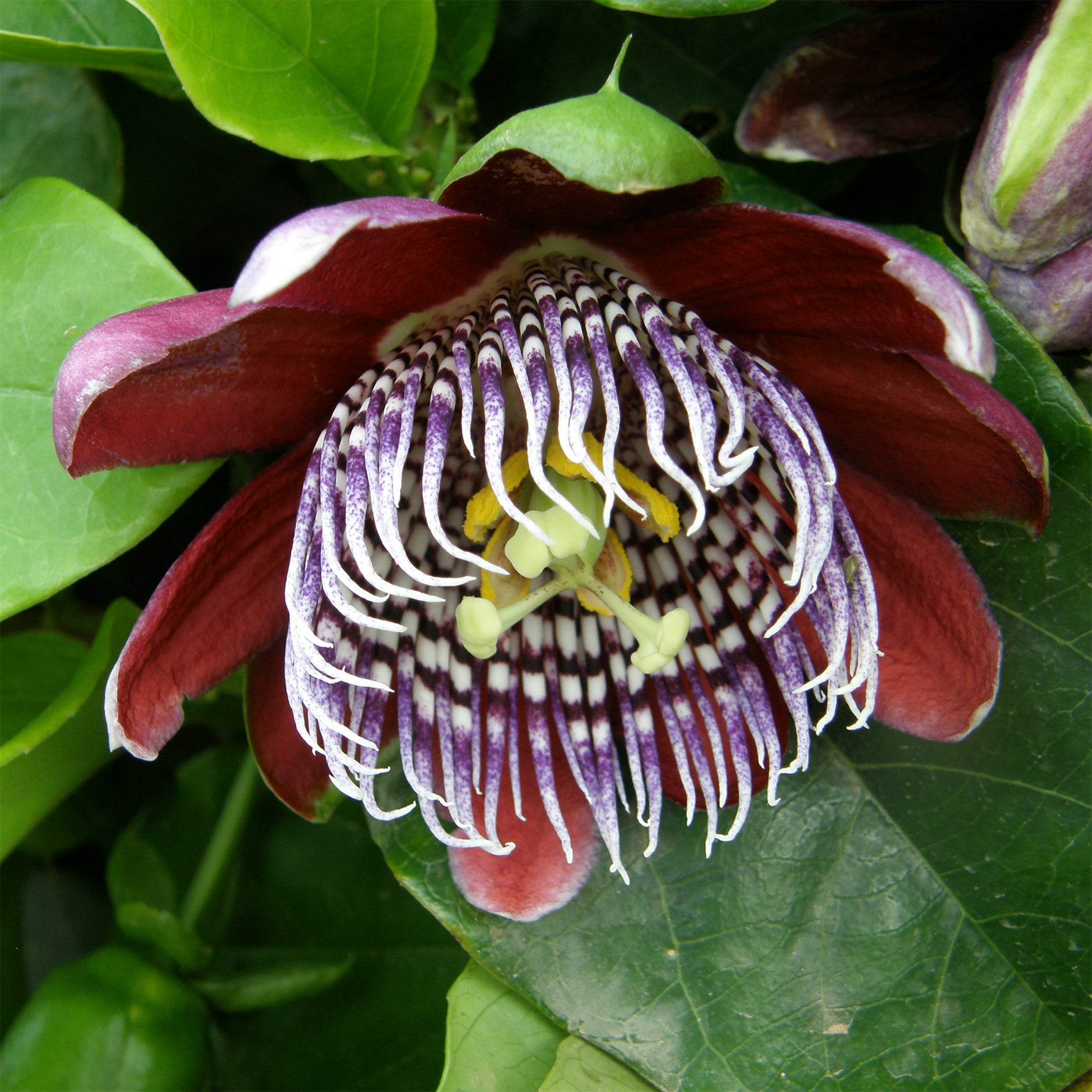 Wilde grenadille/gevleugelde passiebloem - Passiflora alata - Bakker