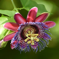 Passiebloem - Wilde grenadille/gevleugelde passiebloem - Passiflora alata