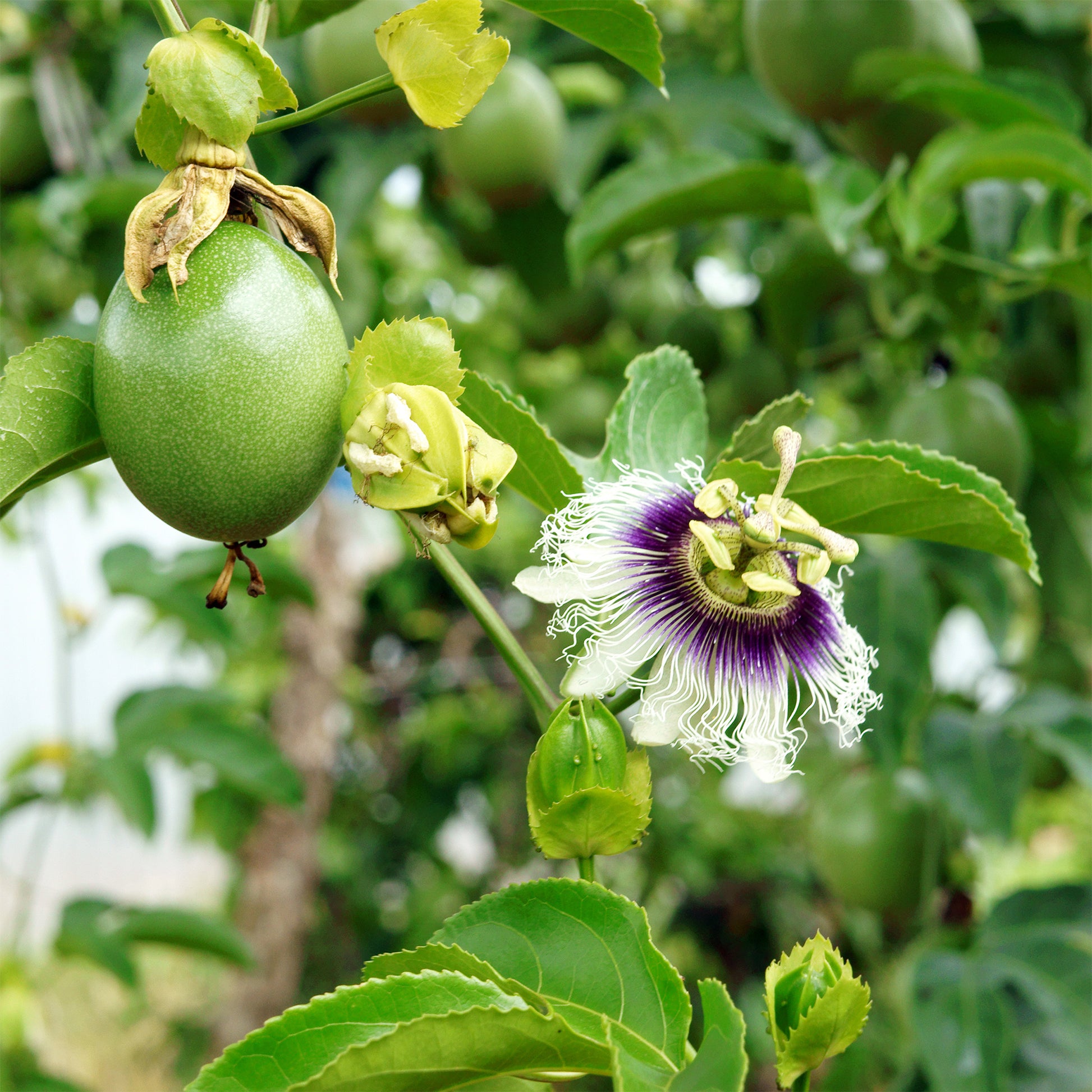 Passievrucht (Granadilla)  - Bakker