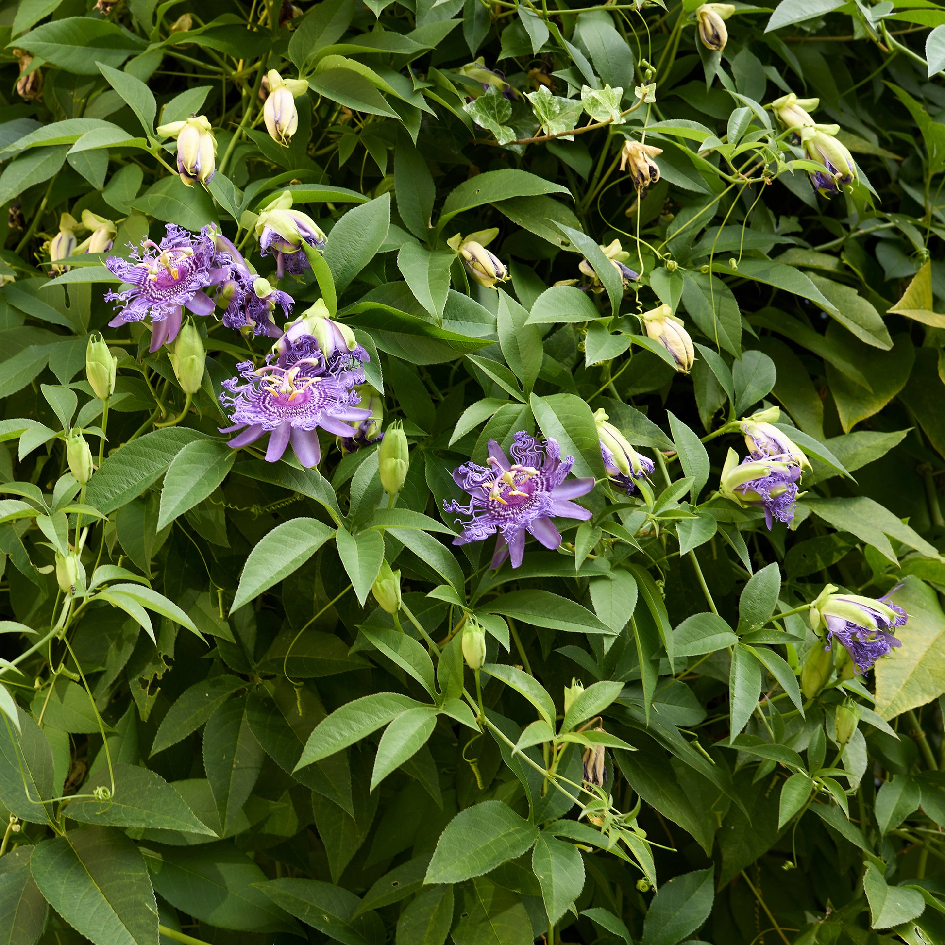 Passiebloem - Passiebloem - Passiflora incarnata