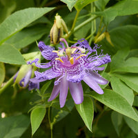 Passiflora incarnata - Passiebloem - Passiebloem