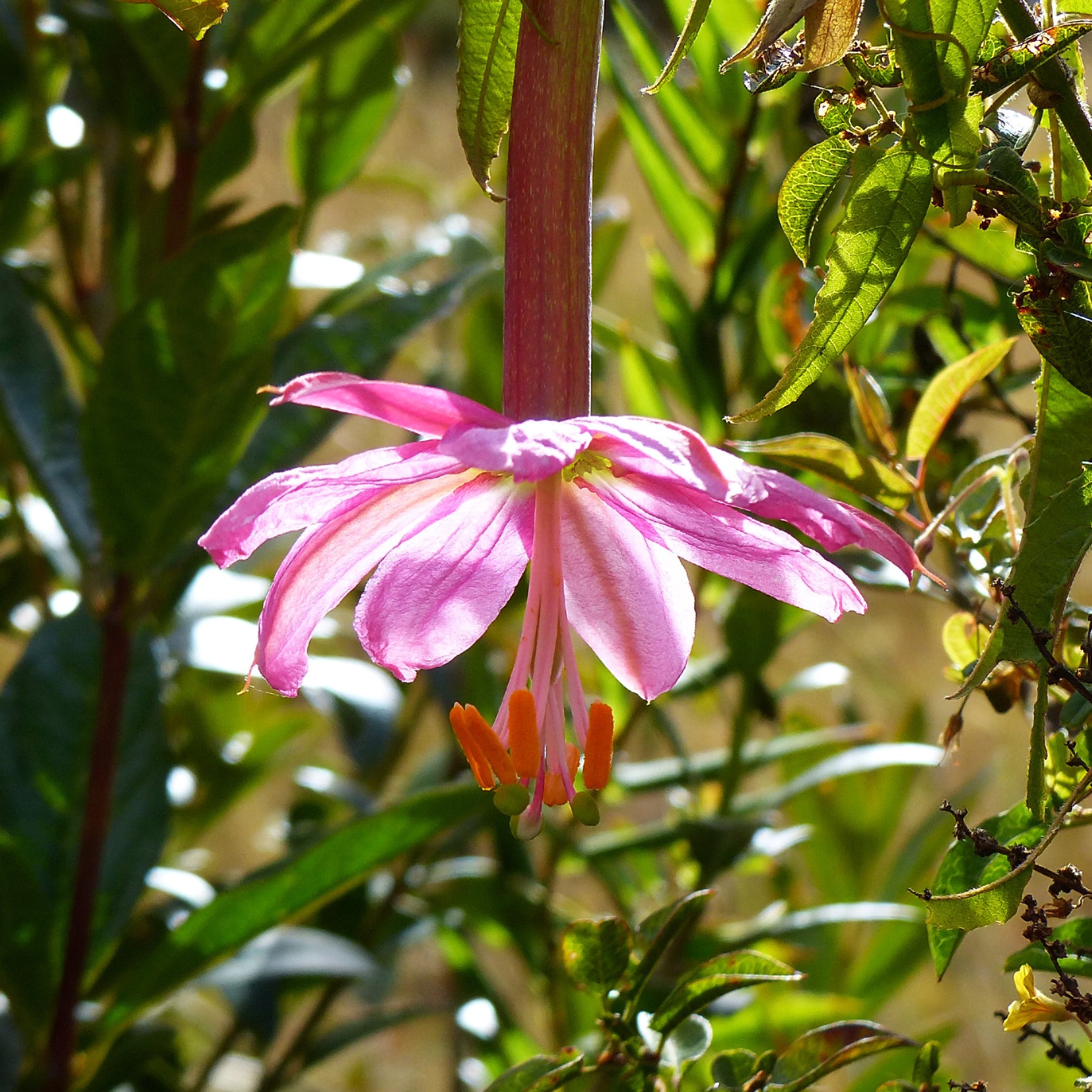 Banaan passiebloem - Bakker