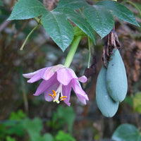 Passiebloem - Banaan passiebloem - Passiflora mollissima