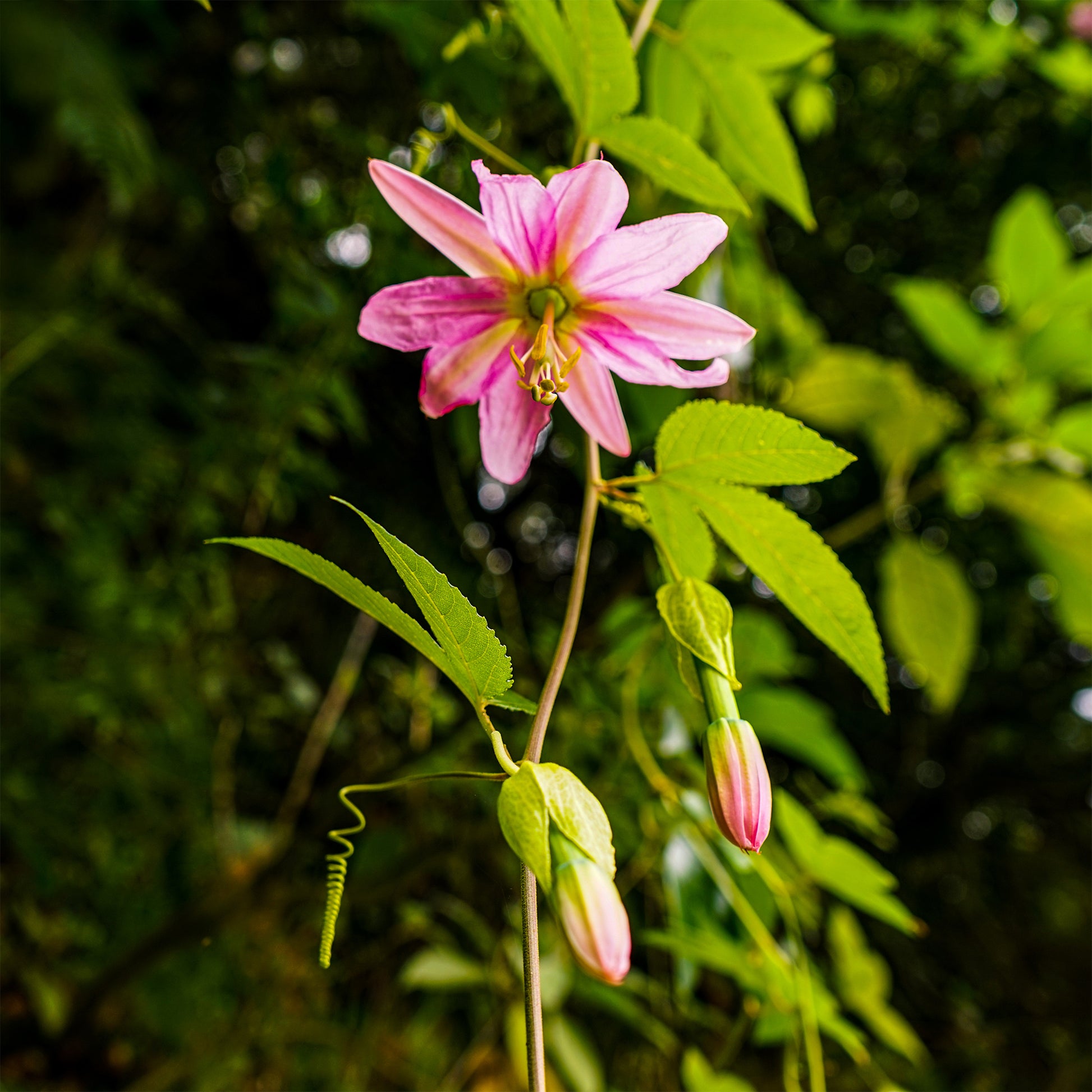 Banaan passiebloem - Passiflora mollissima - Bakker