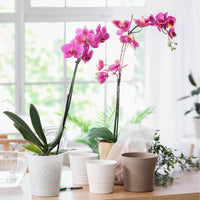 Roze vlinderorchidee - Phalaenopsis rosa - Bakker