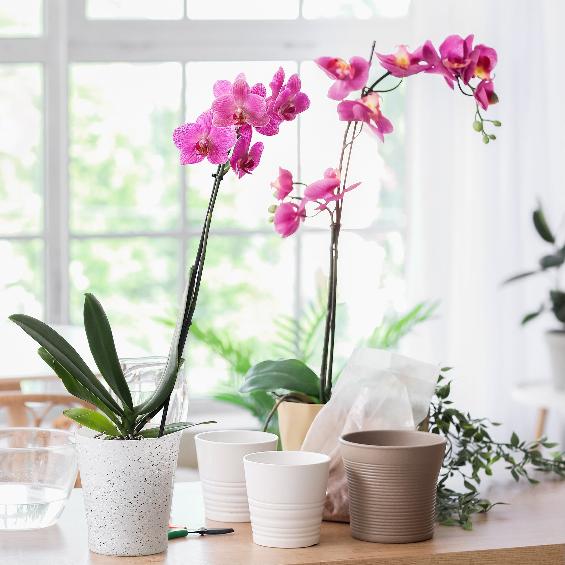 Roze vlinderorchidee - Phalaenopsis rosa - Bakker