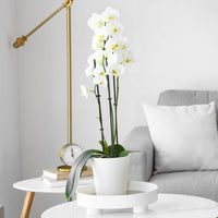 Phalaenopsis white - Witte vlinderorchidee - Kamerplanten met bloemen