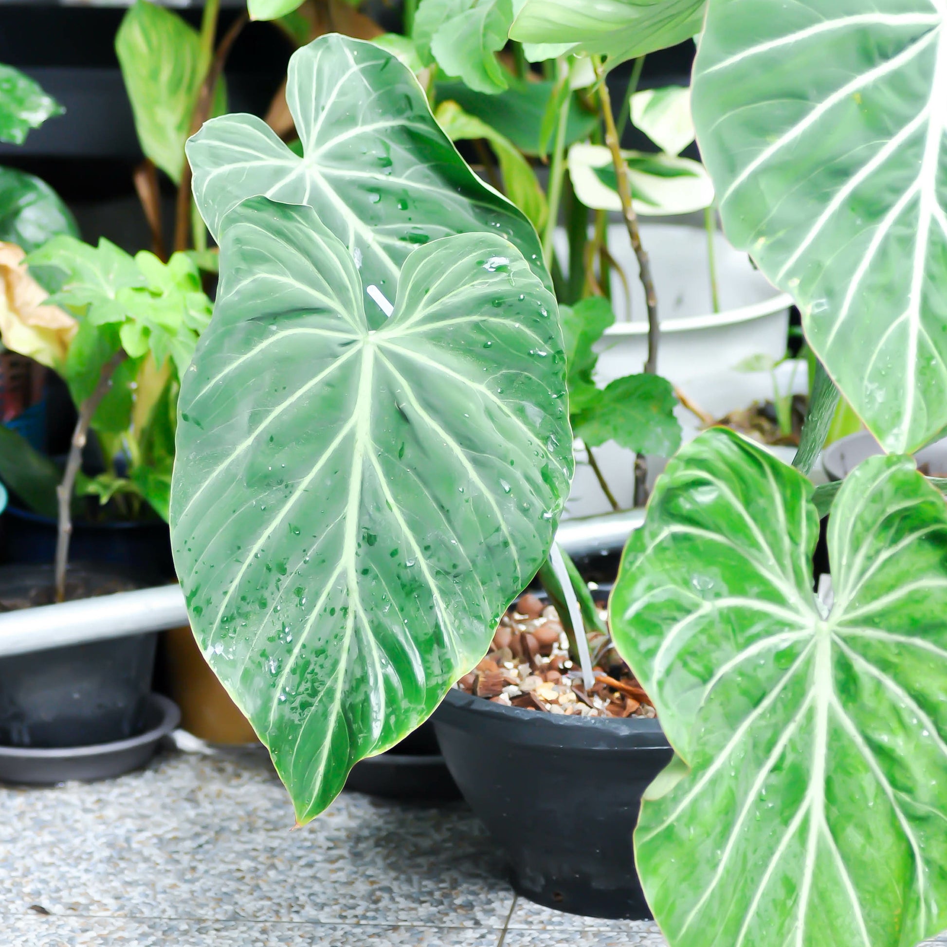 Philodendron Gloriosum - Bakker