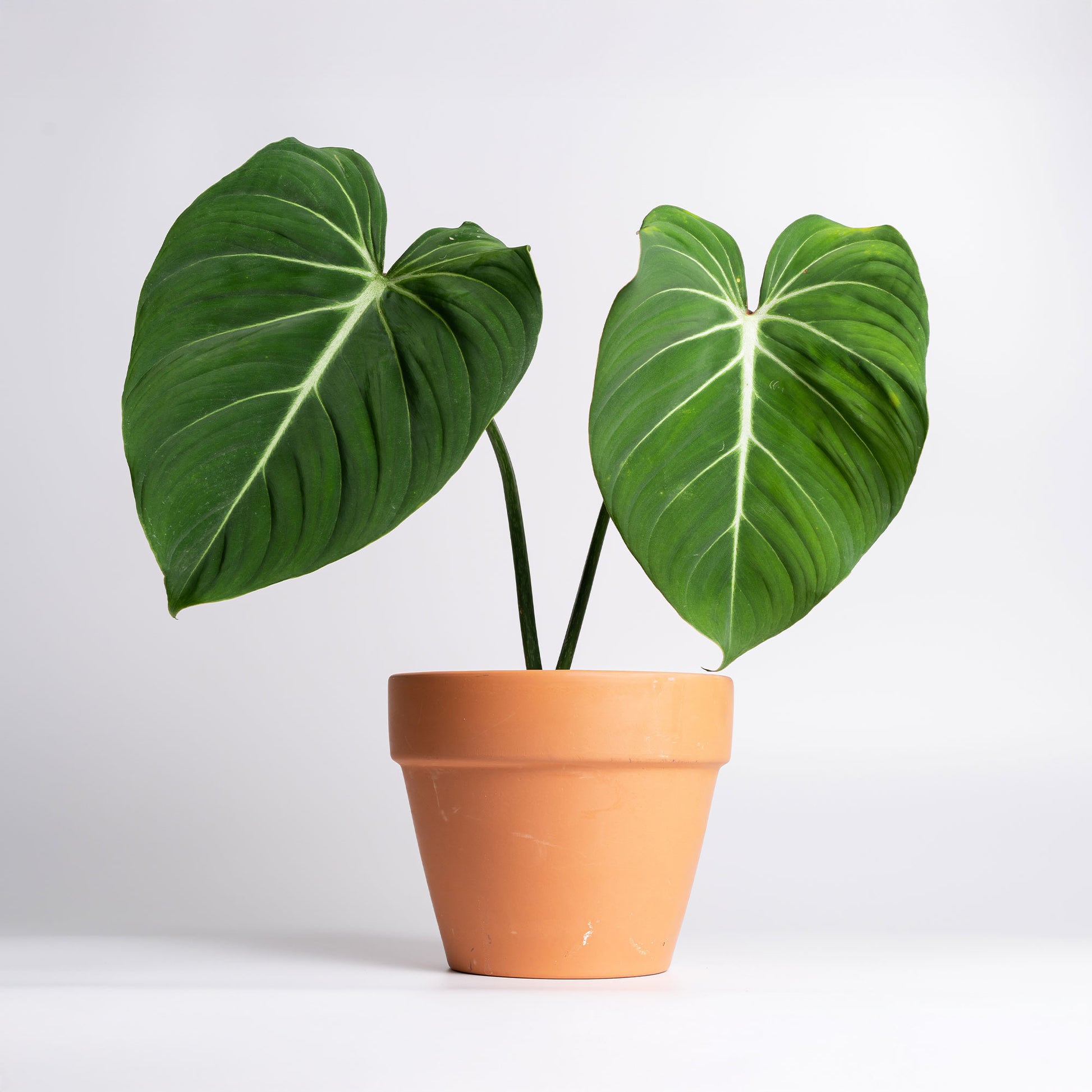 philodendron gloriosum nl Philodendron Gloriosum - Philodendron Gloriosum