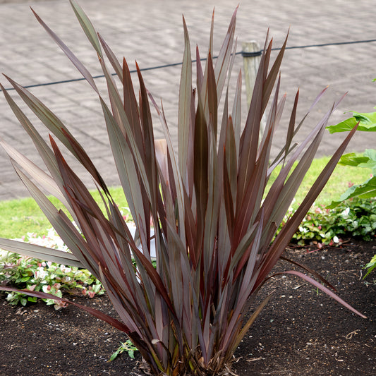 Phormium Black Adder ® - Bakker