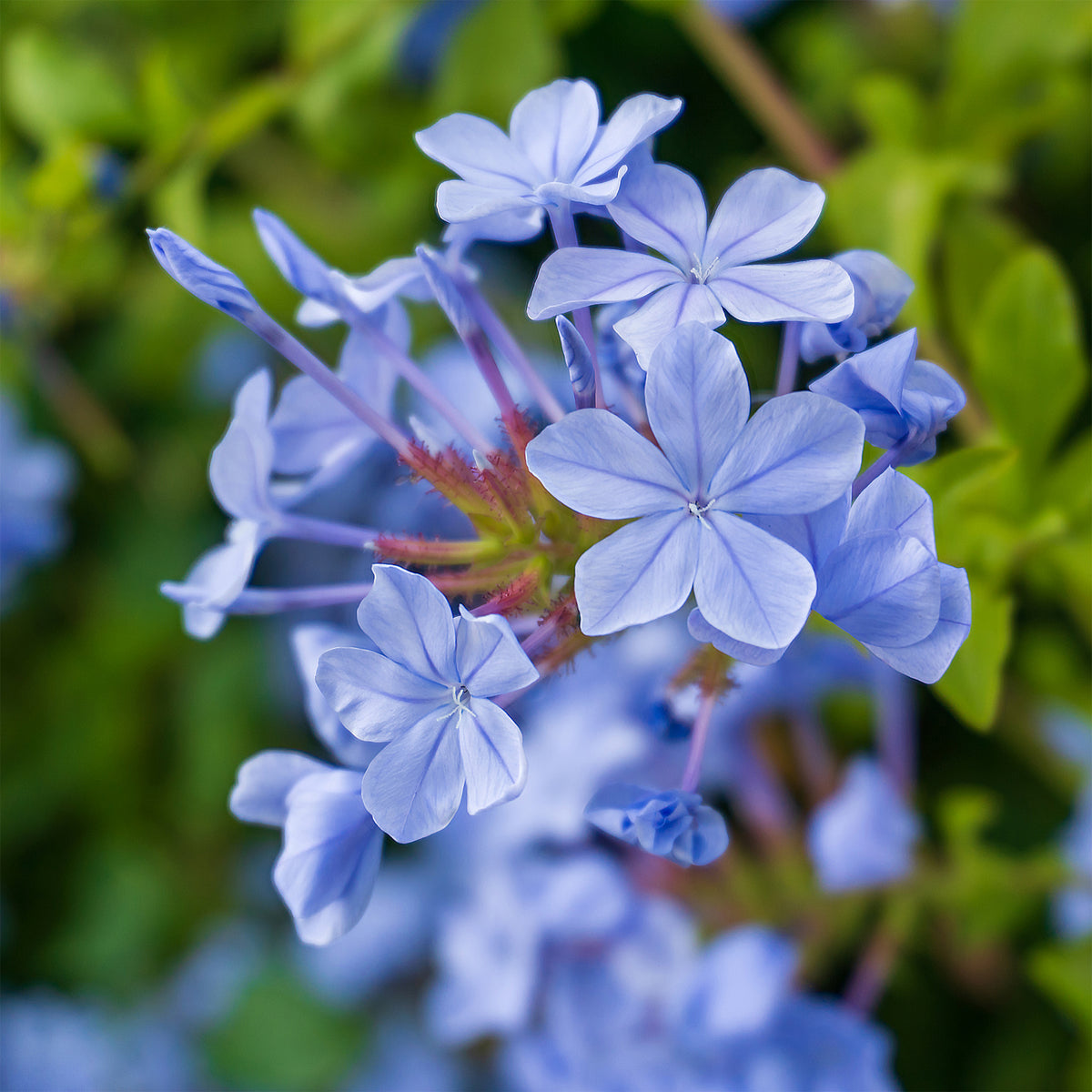 Dentelaire du Cap Donkerblauw/Plumbago Donkerblauw - Plumbago auriculata Dark Blue - Bakker