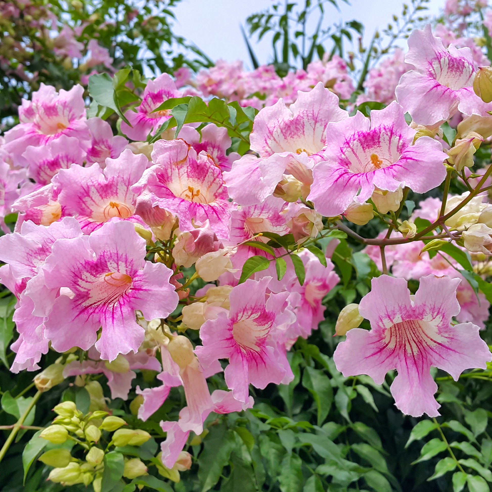 Roze bignon Comtesse Sarah - Podranea ricasoliana Comtesse Sarah - Bakker