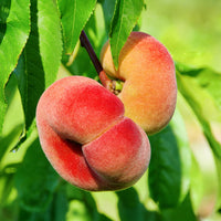 Platte perzik Saturn - Prunus persica Saturne - Bakker
