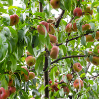 Prunus persica Saturne - Platte perzik Saturn - Perzikbomen