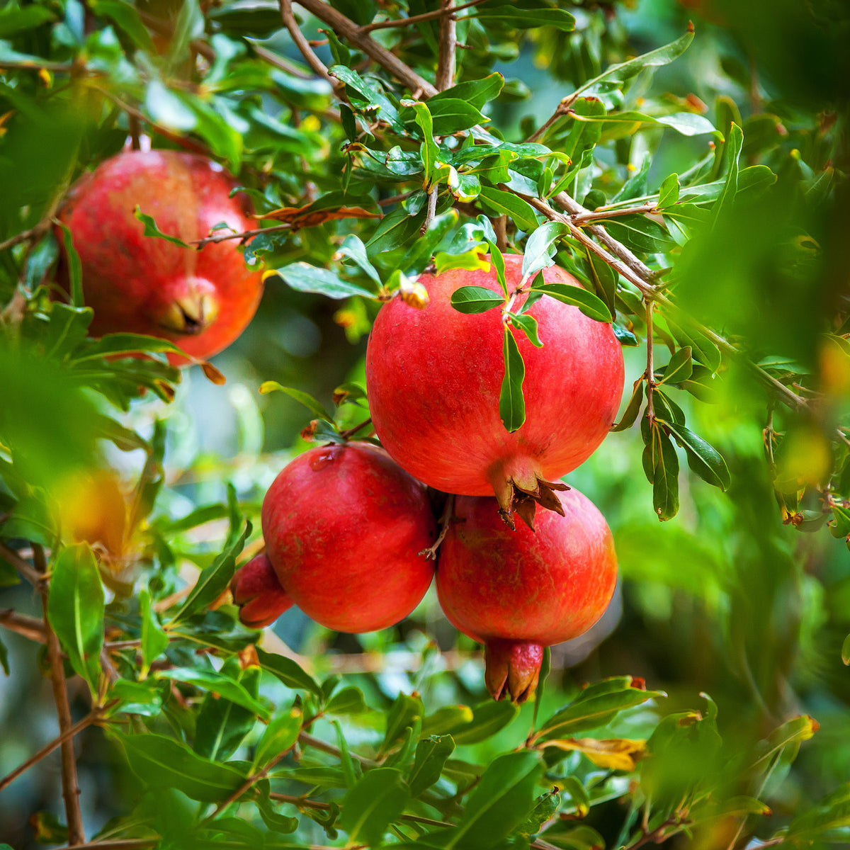 Punica granatum - Granaatappelboom - Granaatappel
