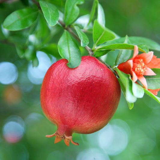 Granaatappelboom - Bakker