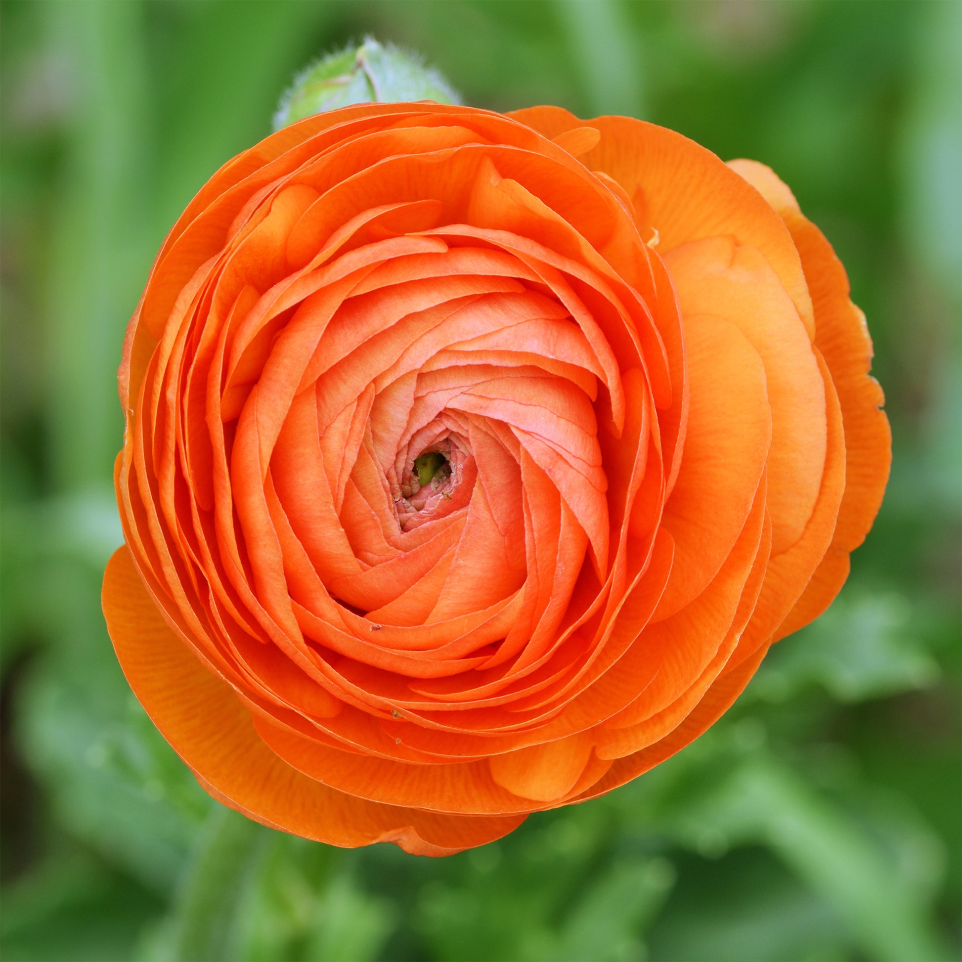 Oranje ranonkel (10x) - Ranunculus asiaticus Orange - Bakker