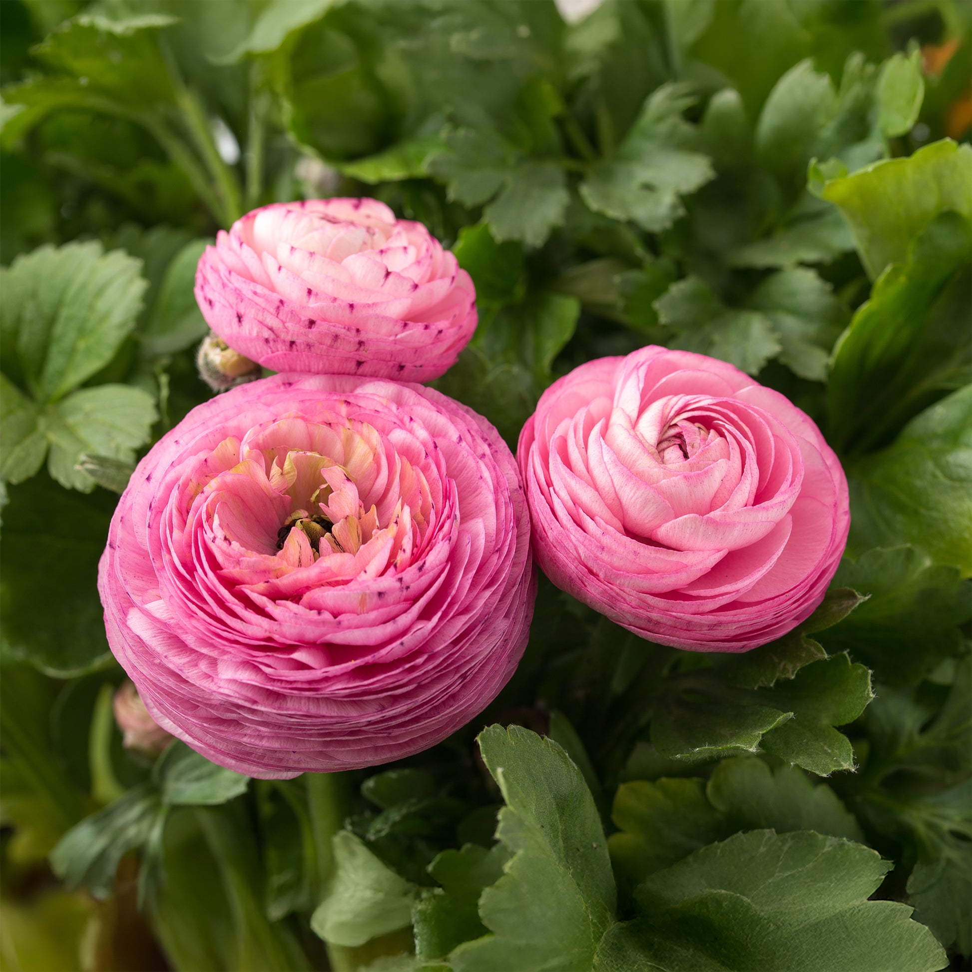 Roze ranonkel (10x) - Bakker