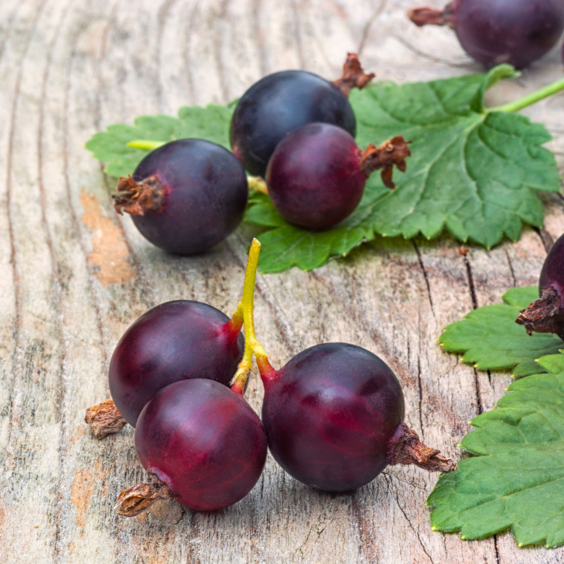 Verkoop Jostabes - Ribes nidigrolaria Josta