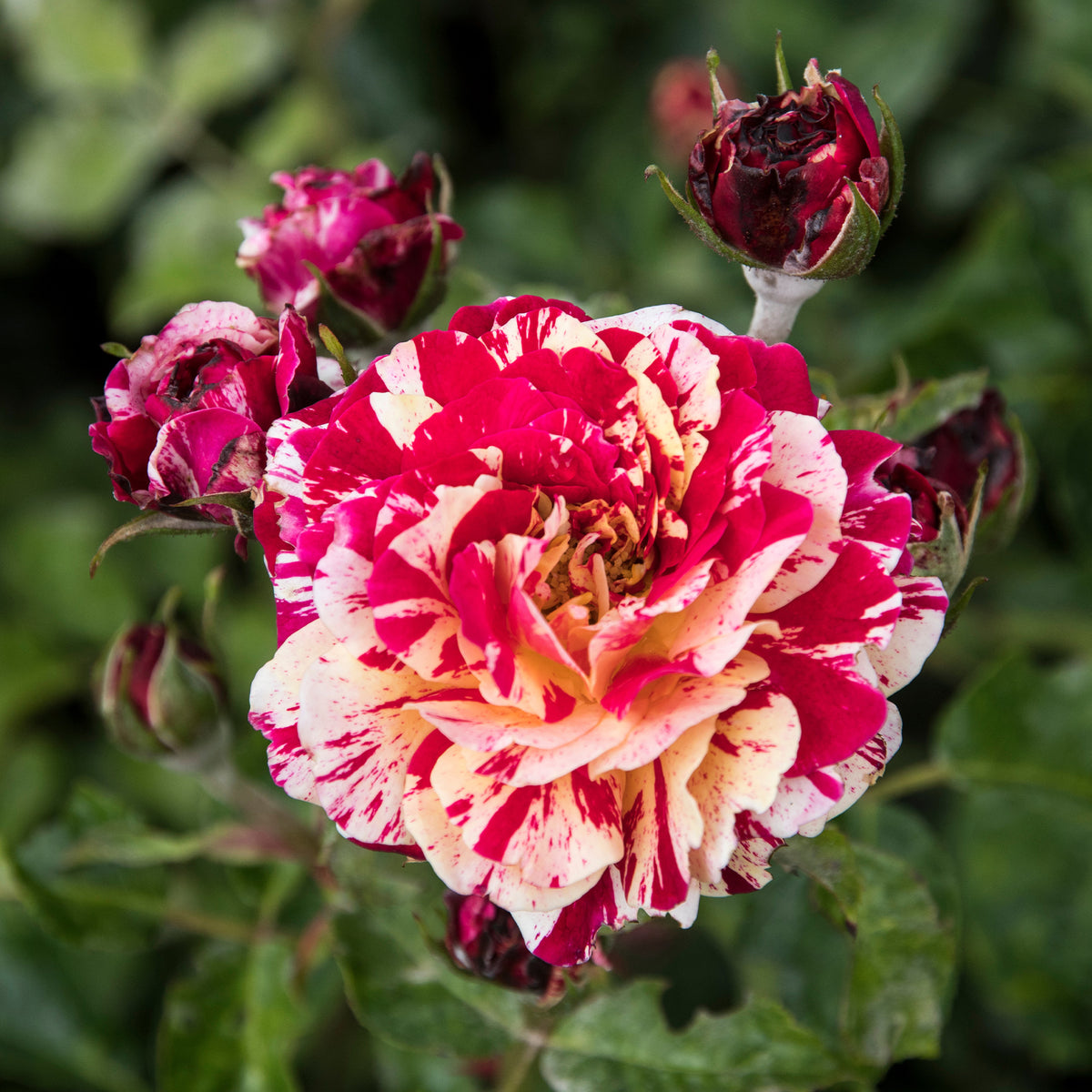 Trosroos Abracadabra - Rosa Abracadabra® Koramsaro - Bakker