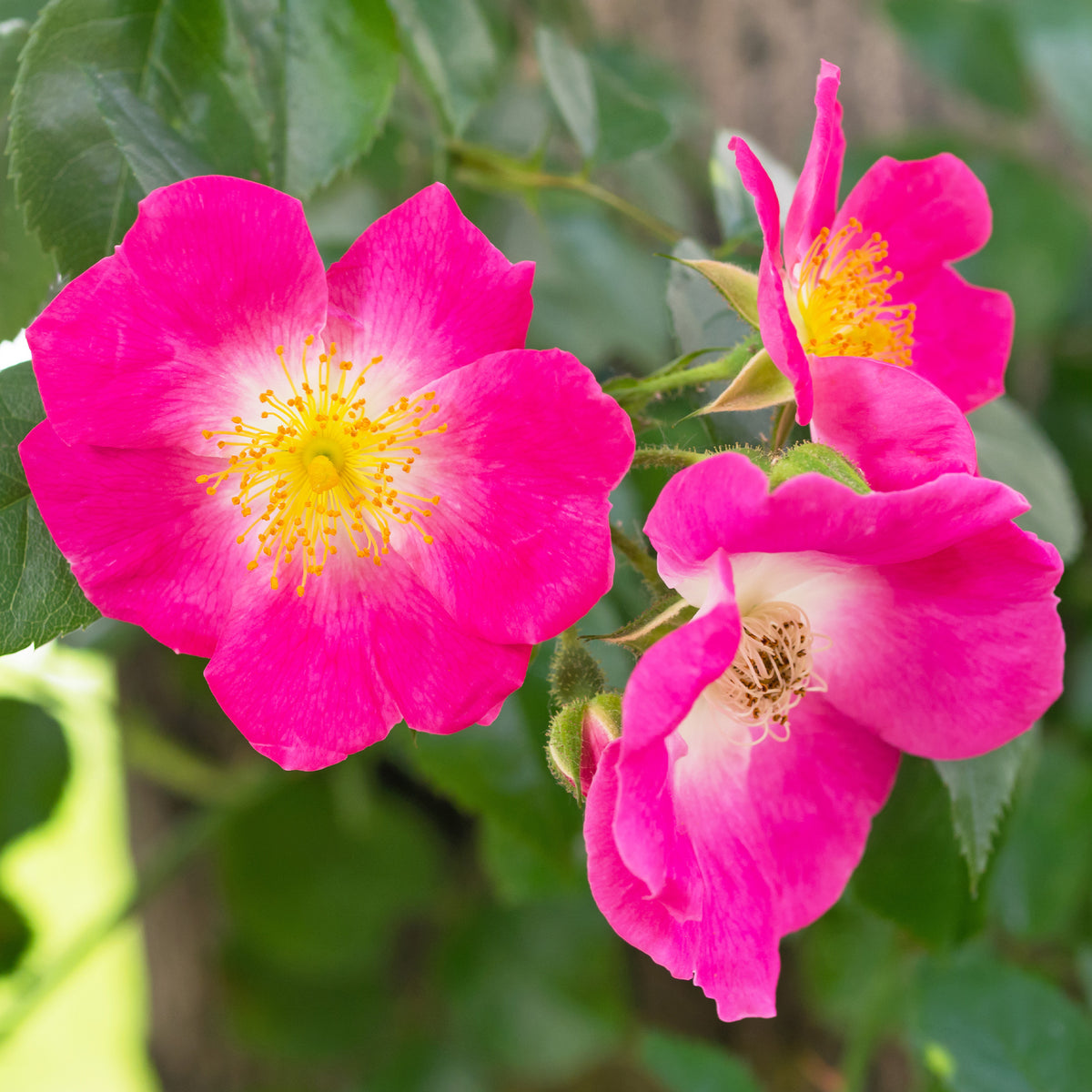 Rosa wichuraiana American Pillar - Liaanroos American Pillar - Klimrozen