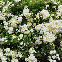 Rosa banksiae Alba Plena - Klimroos Alba Plena - Rozen