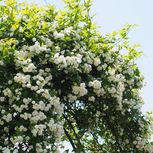 Klimroos Banks Alba Plena - Bakker