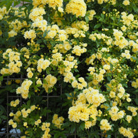 Rosa banksiae Lutea - Klimroos Lutea  - Rozen