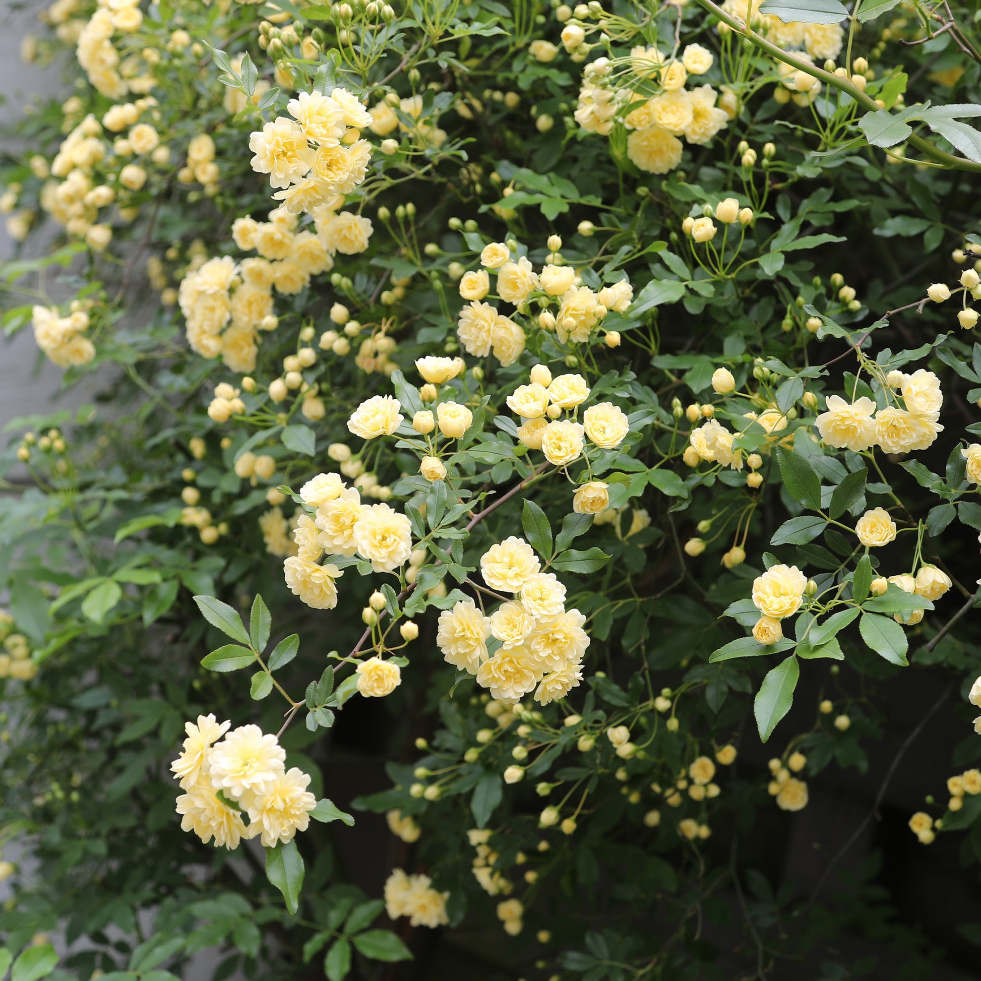 Klimroos Lutea  - Bakker