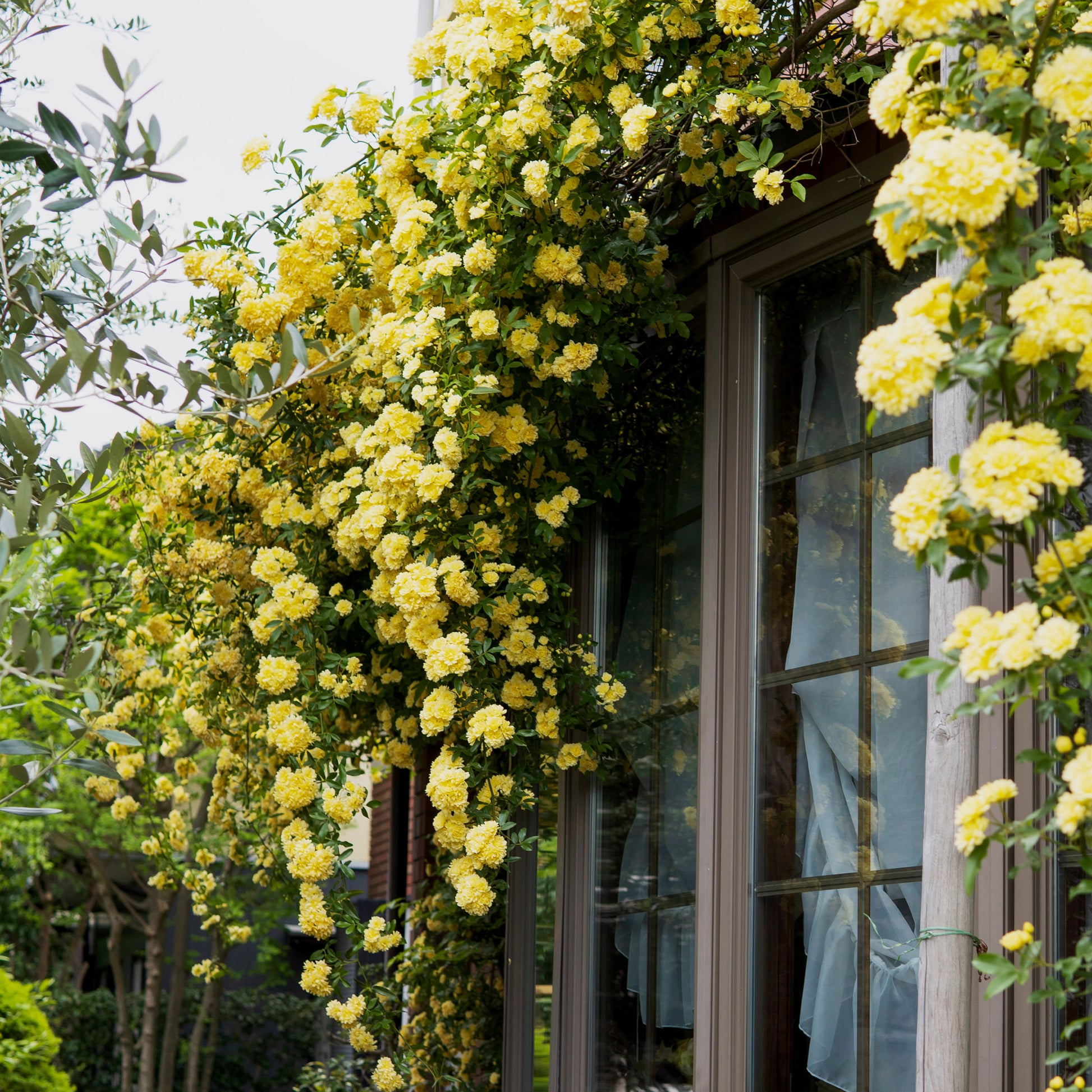 Klimroos Lutea  - Rosa banksiae Lutea - Bakker