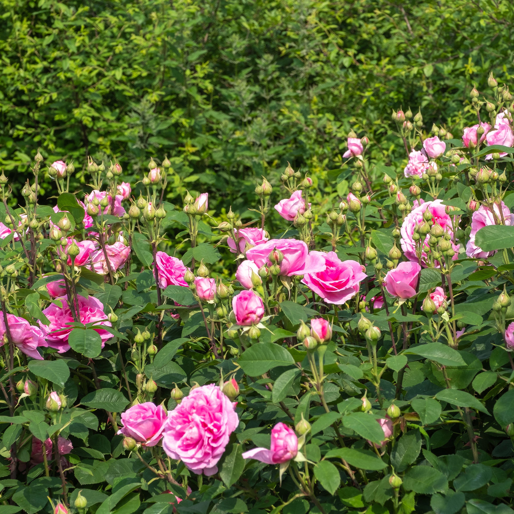 Klimroos Gertrude Jekyll® - Bakker