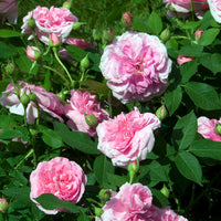 Klimroos Gertrude Jekyll® - Rosa Gertrude Jekyll® Ausbord - Bakker