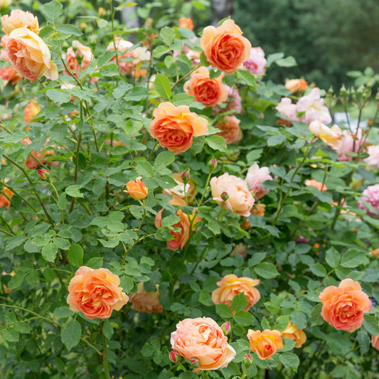 Grootbloemige roos Lady van Shalott® - Bakker