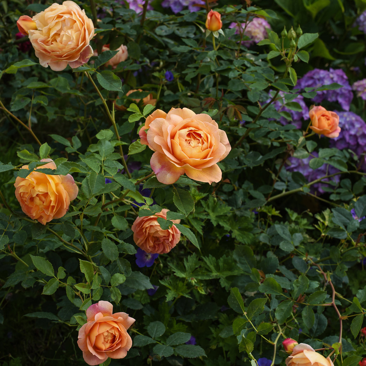 Grootbloemige roos Lady van Shalott® - Rosa Lady of Shalott® Ausnyson - Bakker