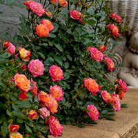 Miniatuurroos Little Sunset® - Rosa Little Sunset® - Bakker