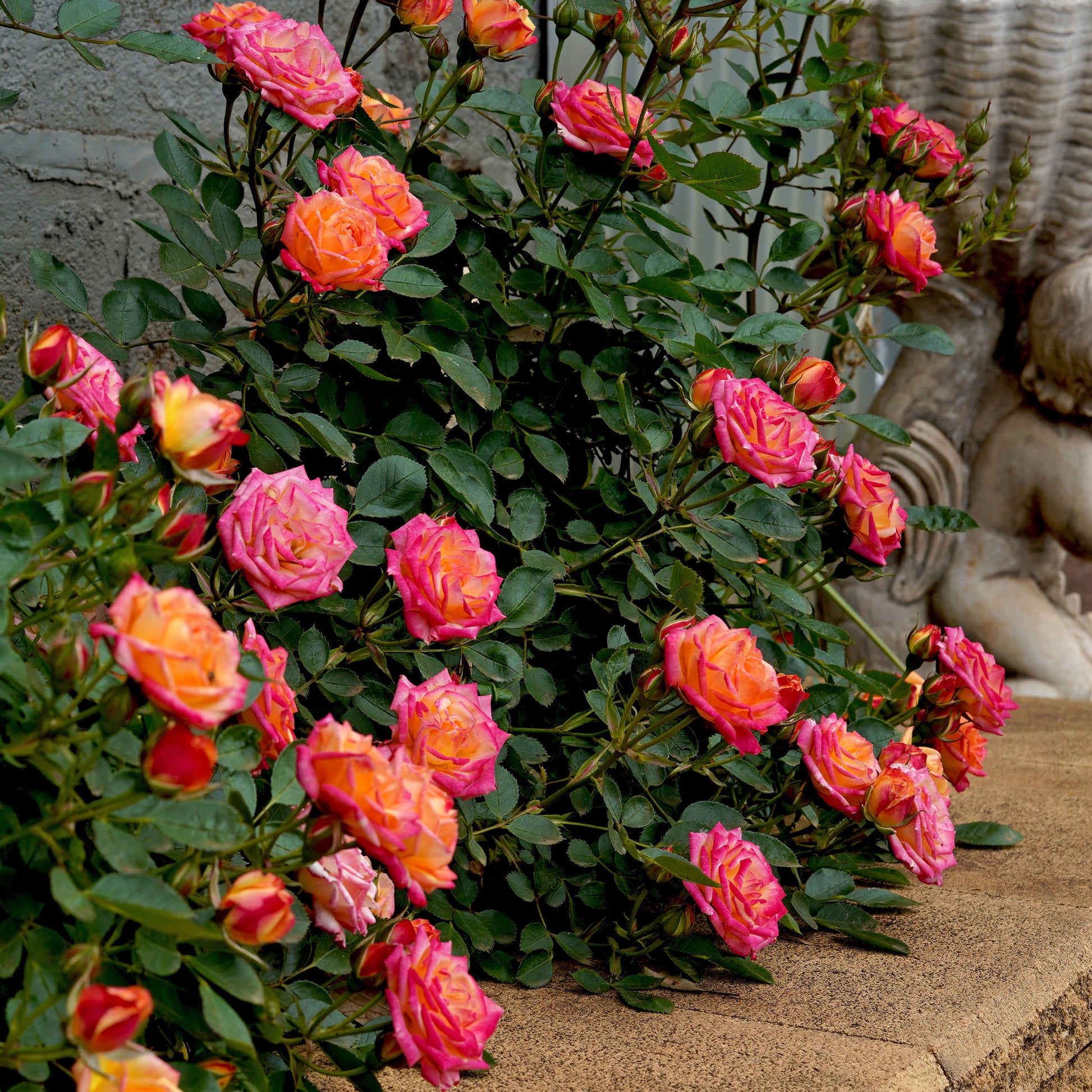 Miniatuurroos Little Sunset® - Rosa Little Sunset® - Bakker