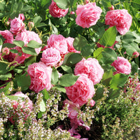 Bourbonroos Louise Odier - Rosa Louise Odier - Bakker